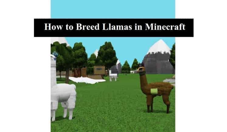 How to Breed Llamas in Minecraft